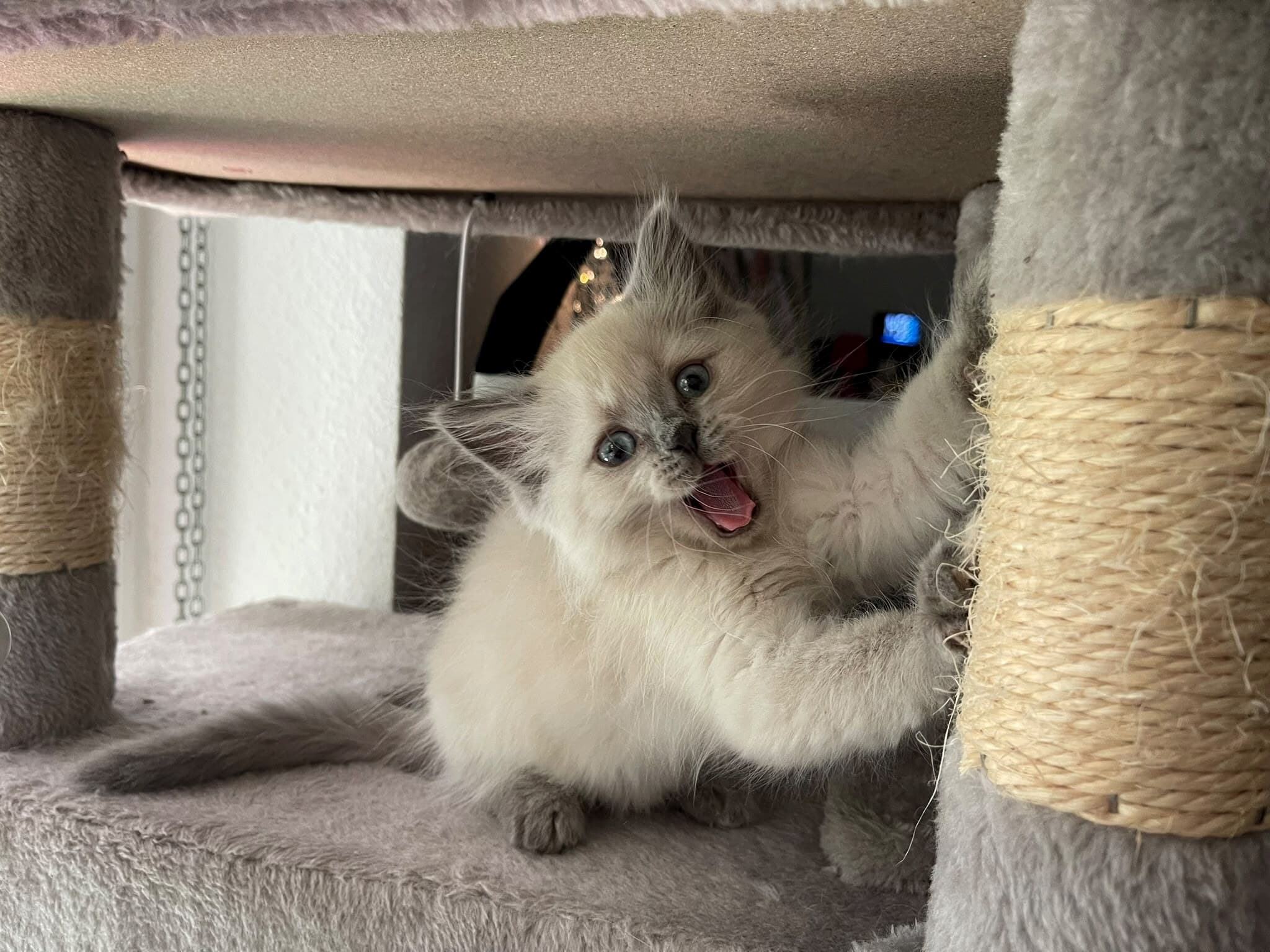 Cremeweisses Kitten spielt aufgeweckt am Kratzbaum im Wohnzimmer