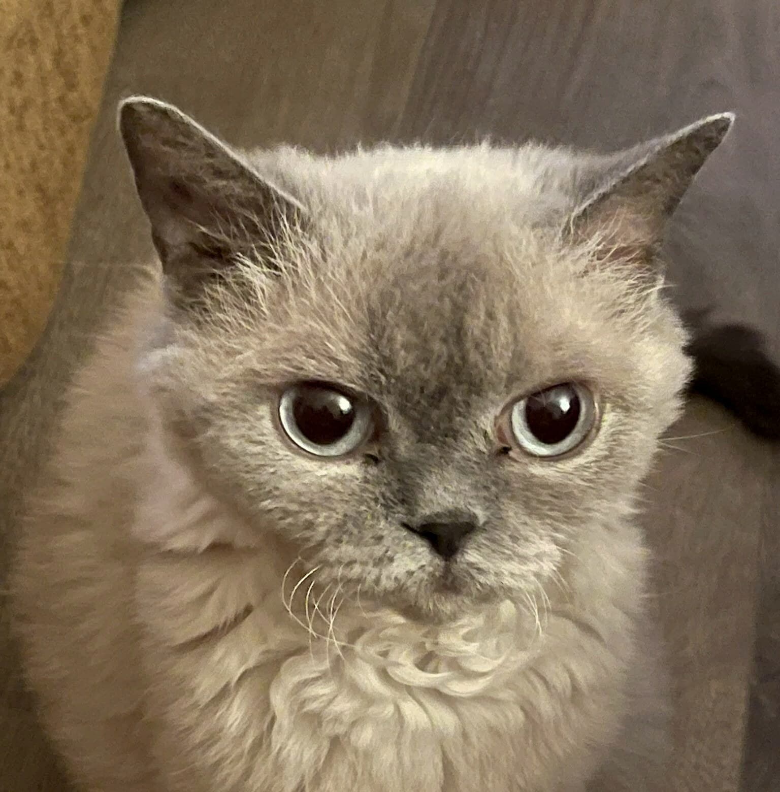 Mama Kitty, das cremefarbene Muttertier mit blaugrauen Points und blauen Augen, blickt ruhig in die Kamera