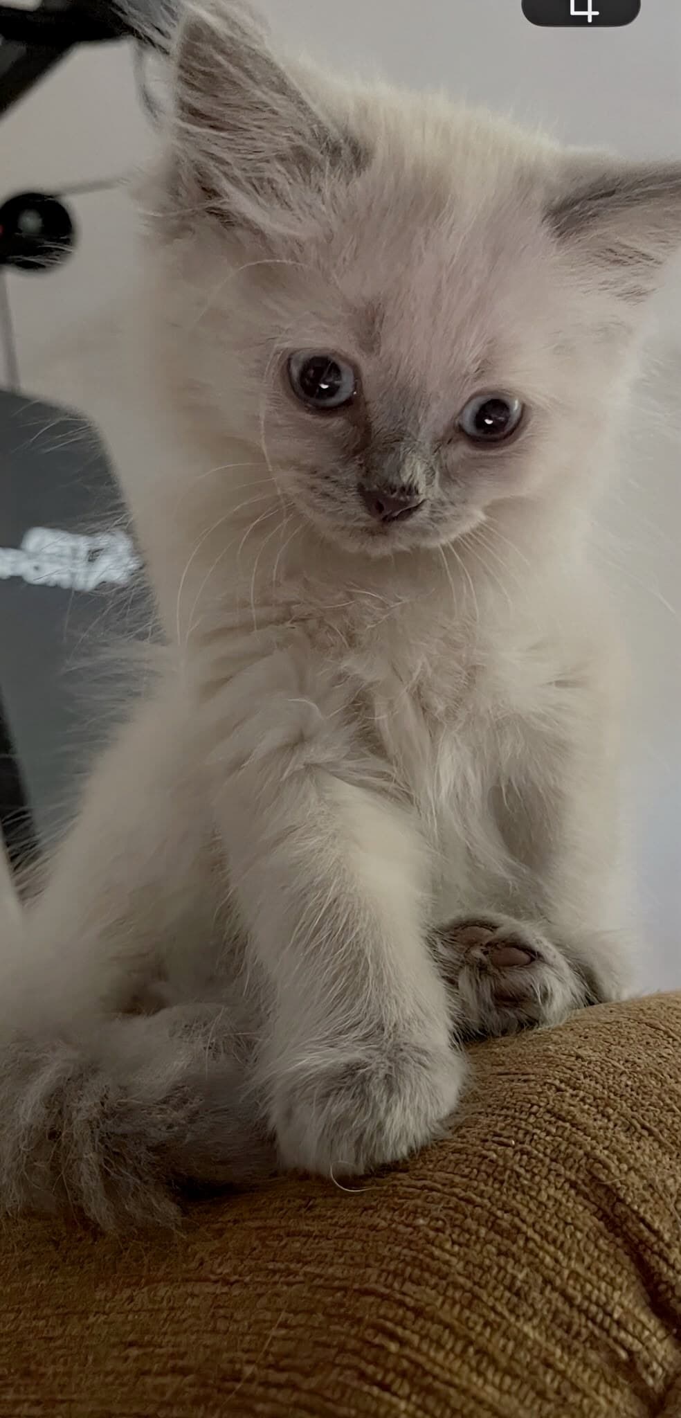 Cremeweisses Kitten mit grossen blauen Augen blickt in die Kamera