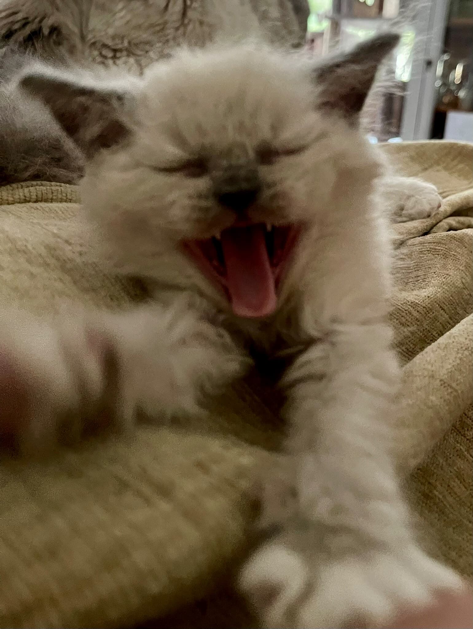 Cremeweisses Kitten mitten im Gähnen, aufgenommen im heimischen Wohnzimmer