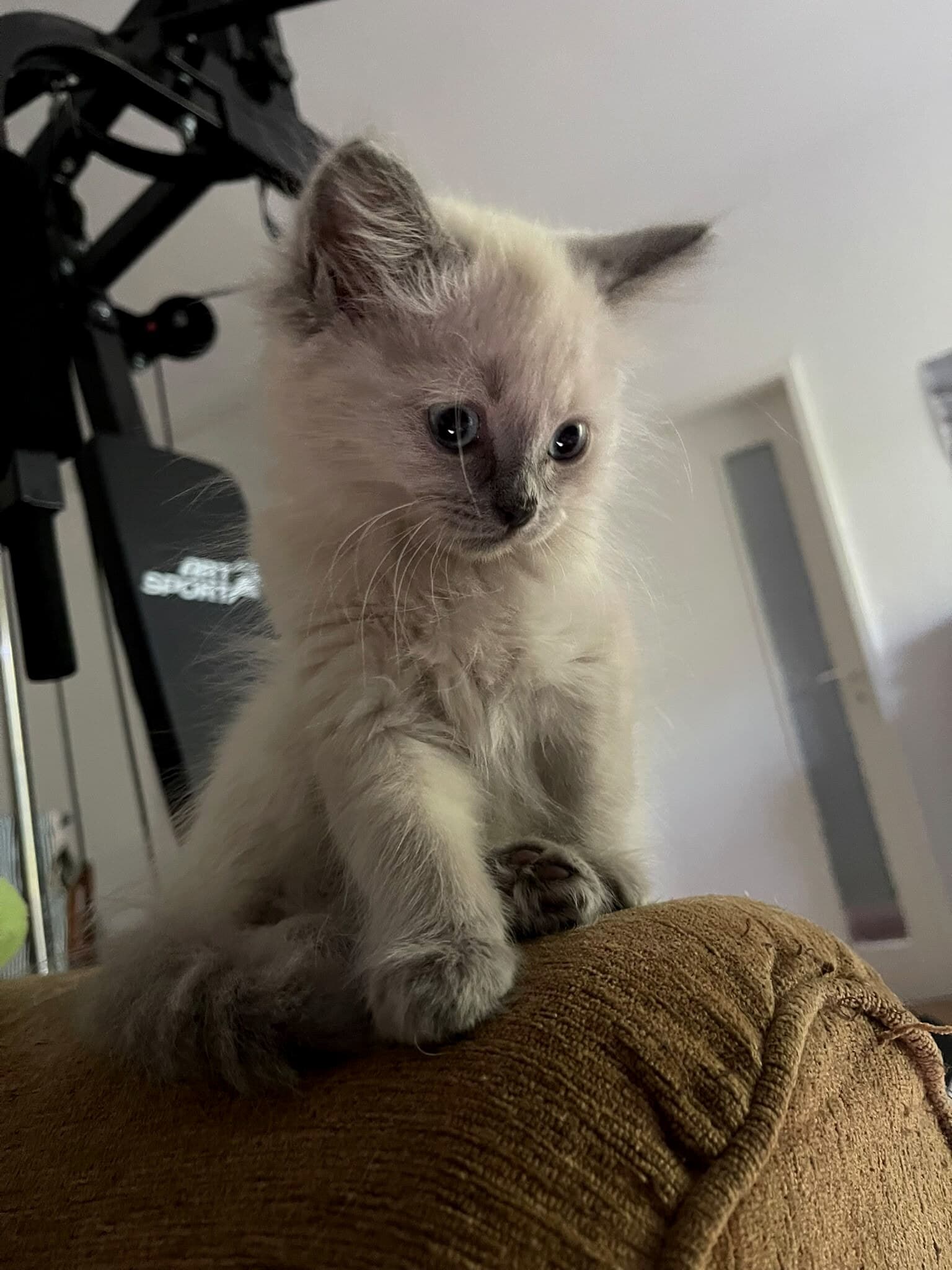 Cremeweisses Kitten mit lilagrauen Points sitzt aufrecht auf dem Sofa