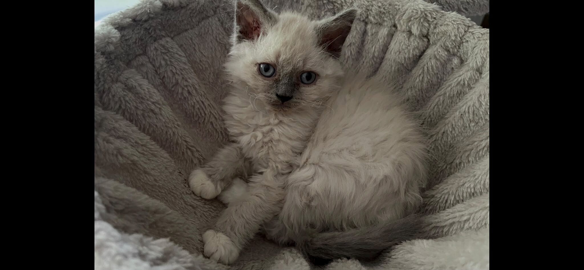 Cremeweisses Kitten mit lilagrauen Points und blauen Augen liegt eingekuschelt in einer weichen Decke