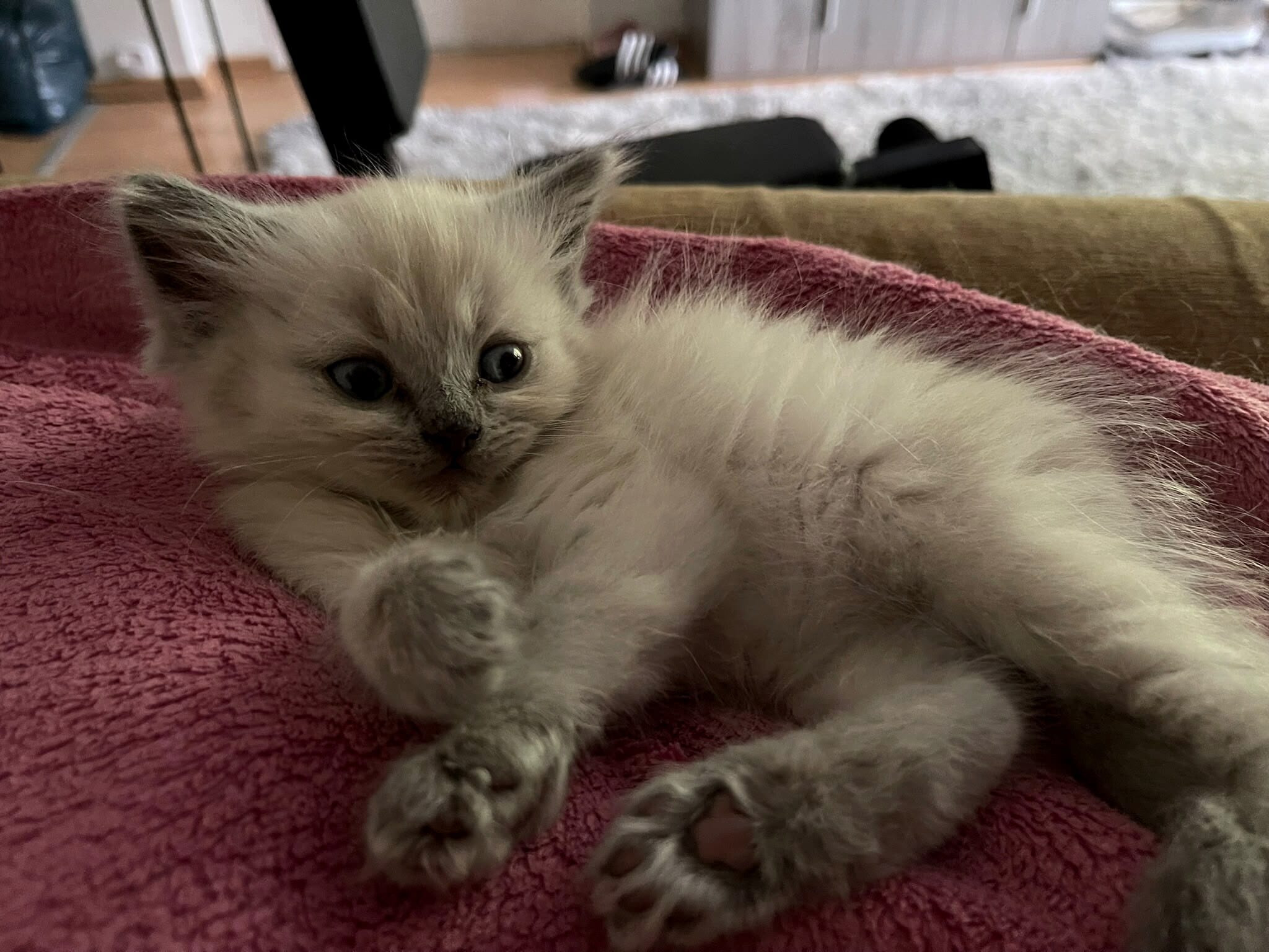 Cremeweisses Kitten mit lilagrauen Points liegt entspannt auf einer weichen Decke im Wohnzimmer