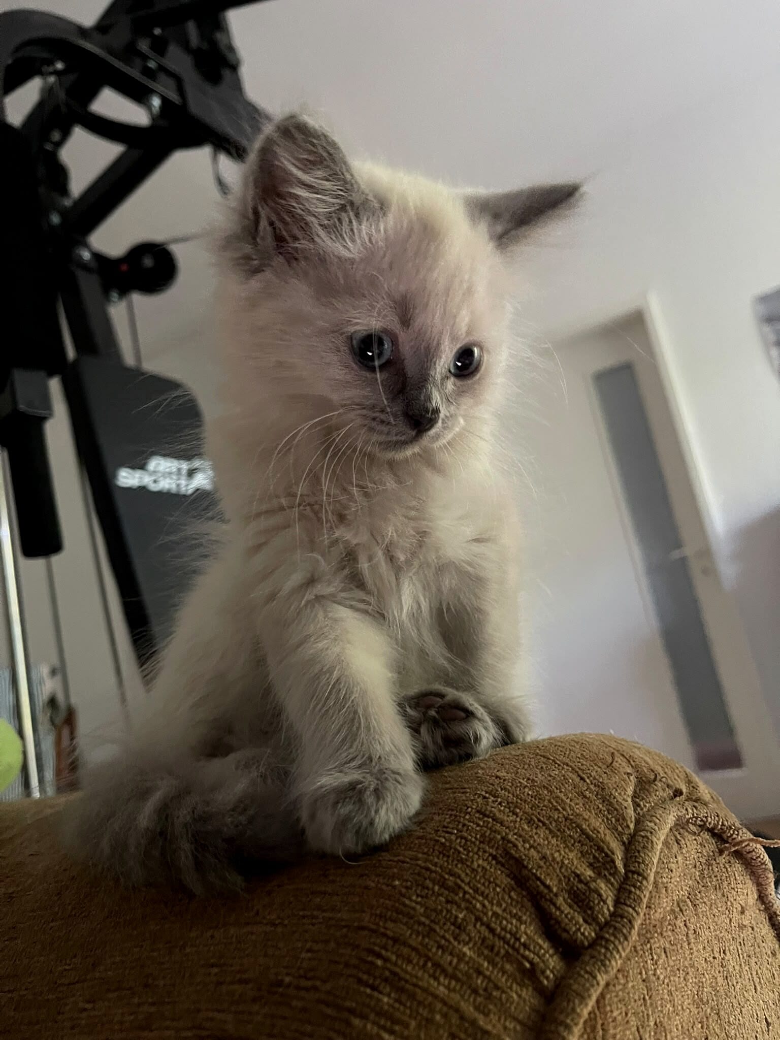 Cremeweisses Kitten mit lilagrauen Points sitzt auf der Sofalehne im Wohnzimmer